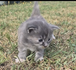 Bildhübsches Maine Coon Mädchen