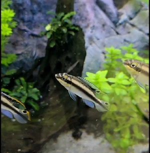 Purpurprachtbarsche 