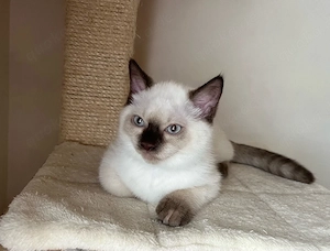 Birma-Bkh Kitten
