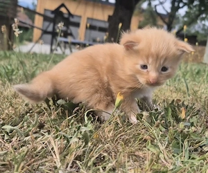 Wunderschöner Maine Coon Kater