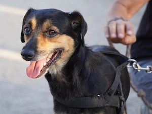 Mastro sucht sein Zuhause (noch auf Sardinien)