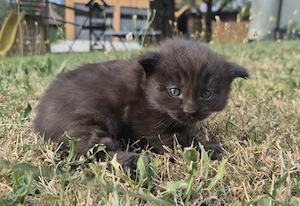 Schwarzer Maine Coon Kater