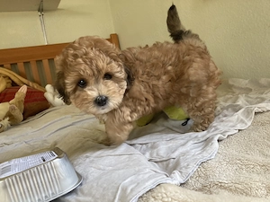 Unsere Yori-Mix Dame Fiene hat am 25.5 26  3 Welpen bekommen.