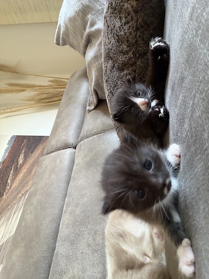 British Kurzhaar Mix Kitten