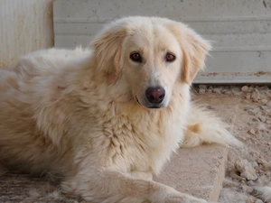 Derek sucht sein Zuhause (noch auf Sardinien)