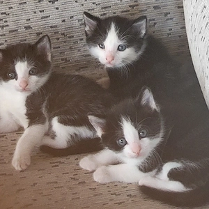 junge süße Katzen abzugeben 