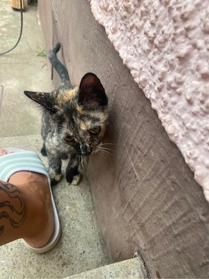 Schildpatt Katze 5 Monate alt 