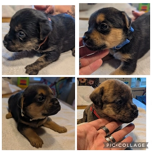 Hundewelpan ab Mitte August