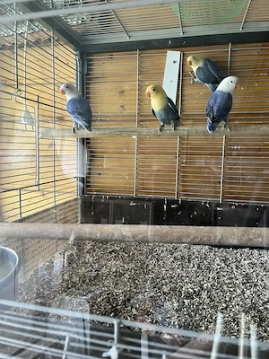 Unzertrennliche, Pfirsichköpfchen Bild 3