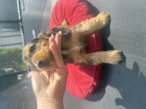 Cocker Spaniel Welpe 