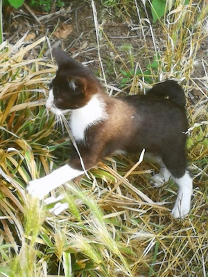 Verkaufe junge Katzen