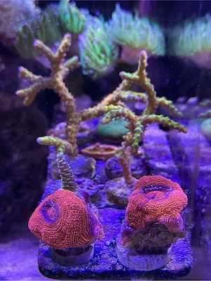 acanthastrea bowerbanki meerwasser korallen ableger
