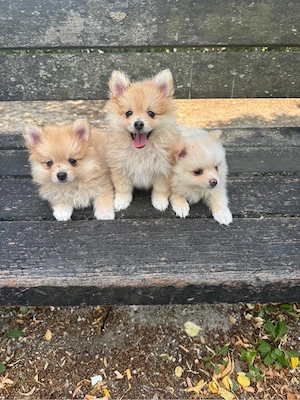 pomeranien zu verkaufen 