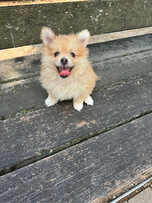 pomeranien zu verkaufen 