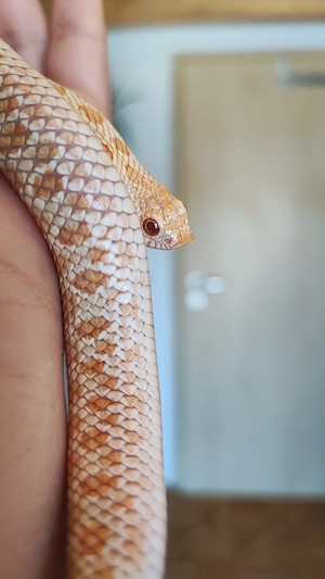 0.1 W Caramel Albino Axanthic Hypo Hakennasennatter 