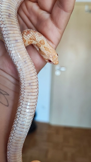 0.1 W Caramel Albino Axanthic Hypo Hakennasennatter 