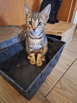 Katzenbabys