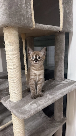BKH-Bengal Mix Kater 