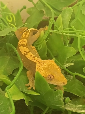1.0. Correlophus ciliatus Kronengecko abzugeben 70