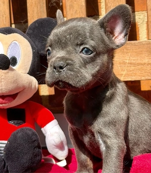 französische bulldogge 