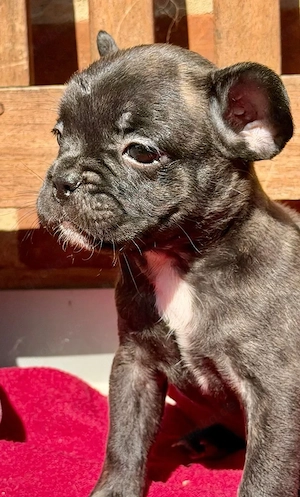 frenchi mädel