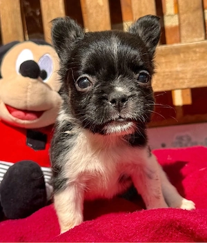 frenchi fluffy