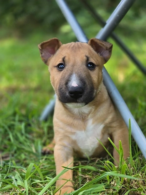 Miniatur Bullterrier Welpen 