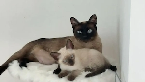 Reinrassige Siam-Kitten   liebevolles Zuhause gesucht 