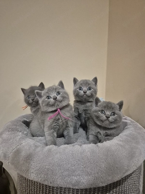 BKH Kitten suchen liebevolles Zuhause 
