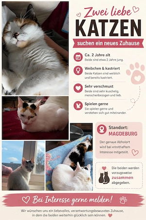 Katzen zu Vergeben an wundervollen Mensch