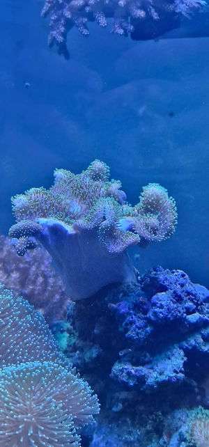 Sarcophyton neon grün ableger  Bild 3