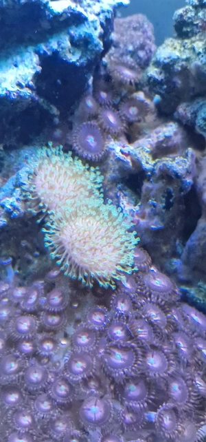 Sarcophyton neon grün ableger  Bild 4