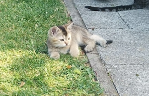 Süße Mix Kitten