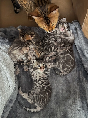 Bengal Kitten Silver & Brown Spotted - 5 Kitten mit Stammbaum, Gesundheitszeugnis & EU-Pass