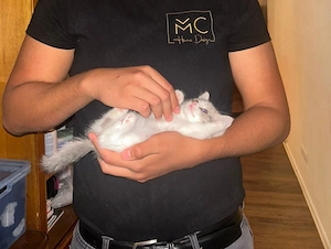 BKH Kitten abzugeben 