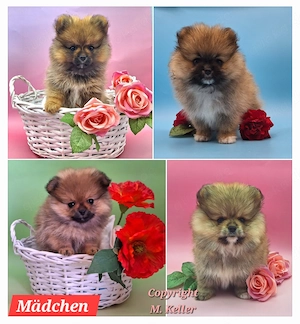 Abgabebereit ! Süße Pomeranian Zwergspitz Welpen 
