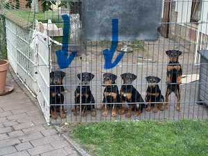 Heideterrier
