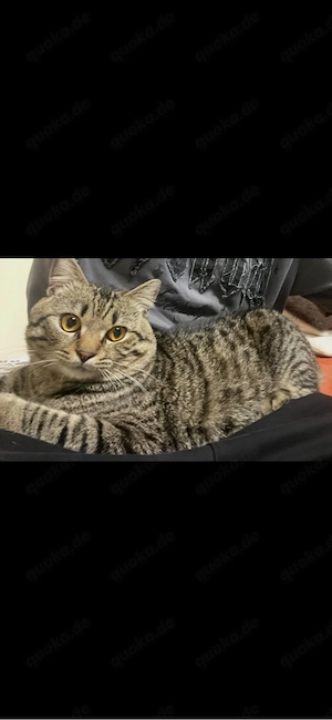 Junger Hauskater sucht neues Zuhause