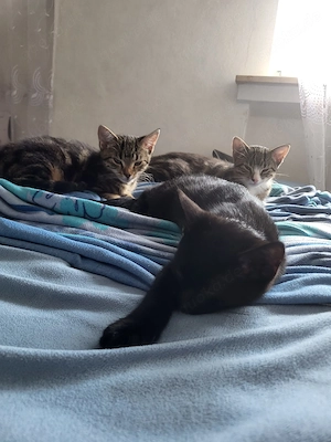 3 süße Kitten suchen ein liebevolles Zuhause 