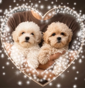 Maltipoo Welpen