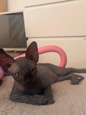 canadian sphynx junge. schwarz 