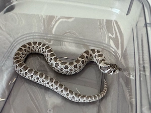 1.0 Axanthic het Snow Heterodon nasicus Hakennasennatter
