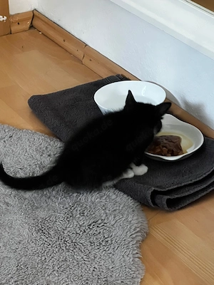 Katzen Jung
