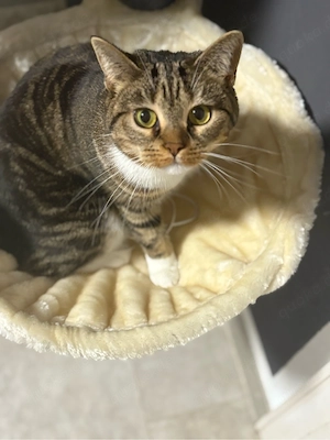 Verschmuste menschenbezogene Katze sucht ein ruhiges Zuhause