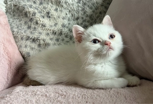 BKH Kitten jungs point cinnamon white , creme , rot 