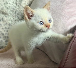 BKH Kitten jungs point cinnamon white , creme , rot 