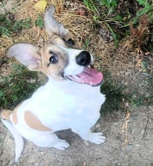 Hundekind   TESSA   sucht ihr Zuhause für immer
