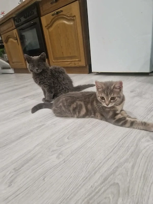 Babykatzen Mischlinge Britisch Kurzhaar (BKH) und Selkirk-Rex