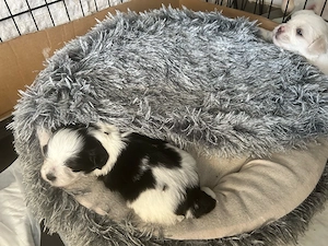 Unsere kleine lotte hat am 23.06 2026 5 zuckersüße Welpen zur Welt gebracht