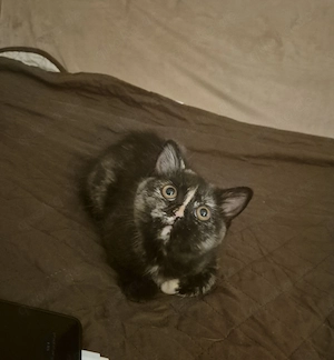 Bkh Katzenbabys